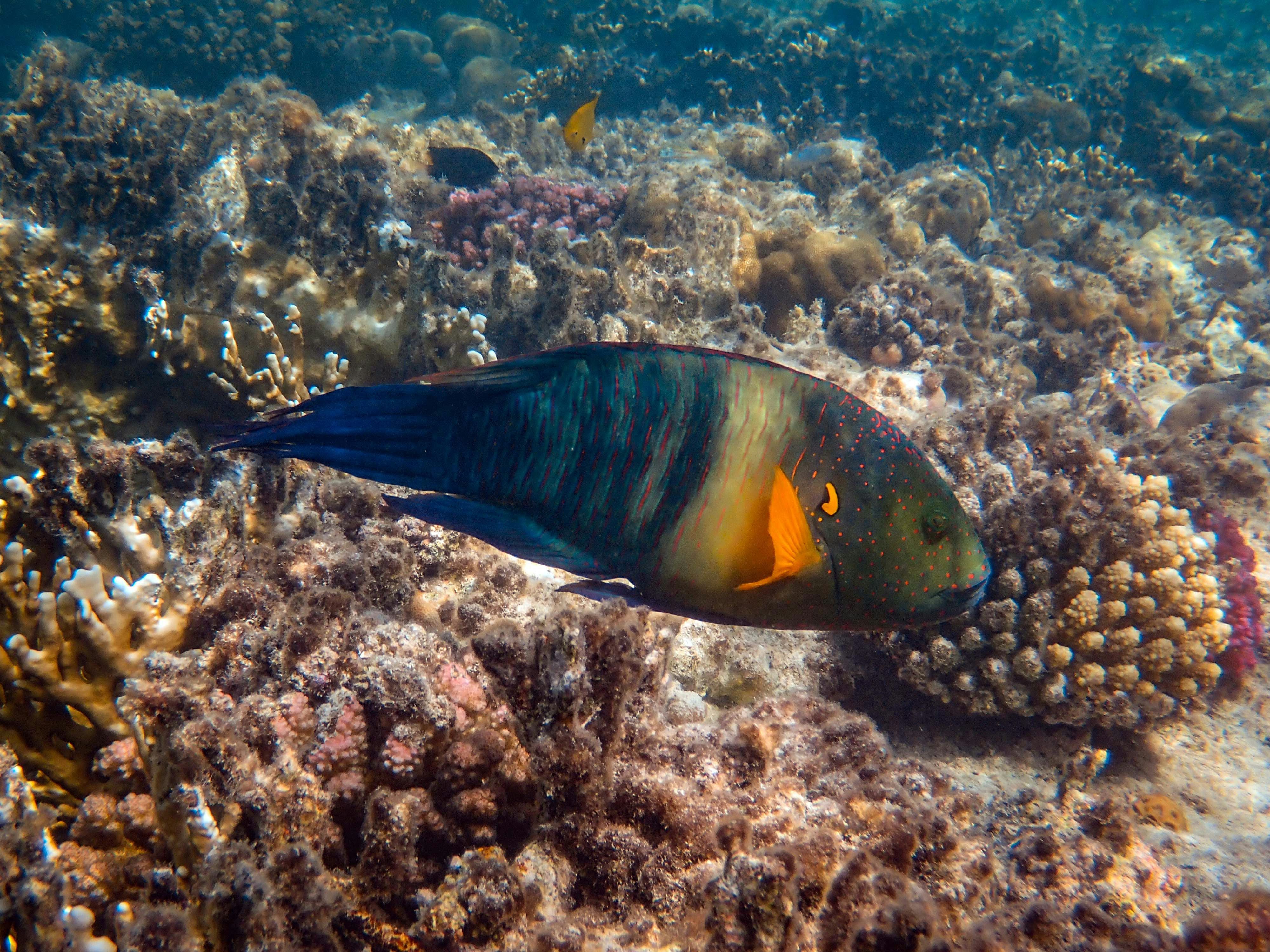 yellow and blue fish on coral reef